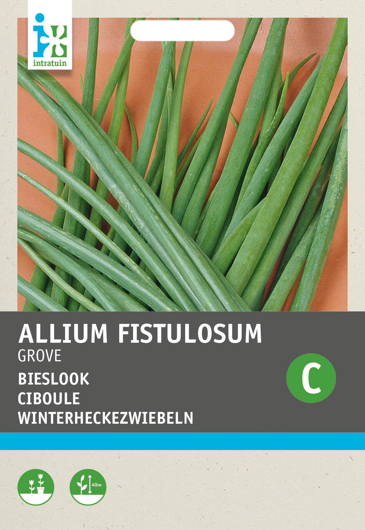 Intratuin kruidenzaad Bieslook grove (Allium fistulosum)