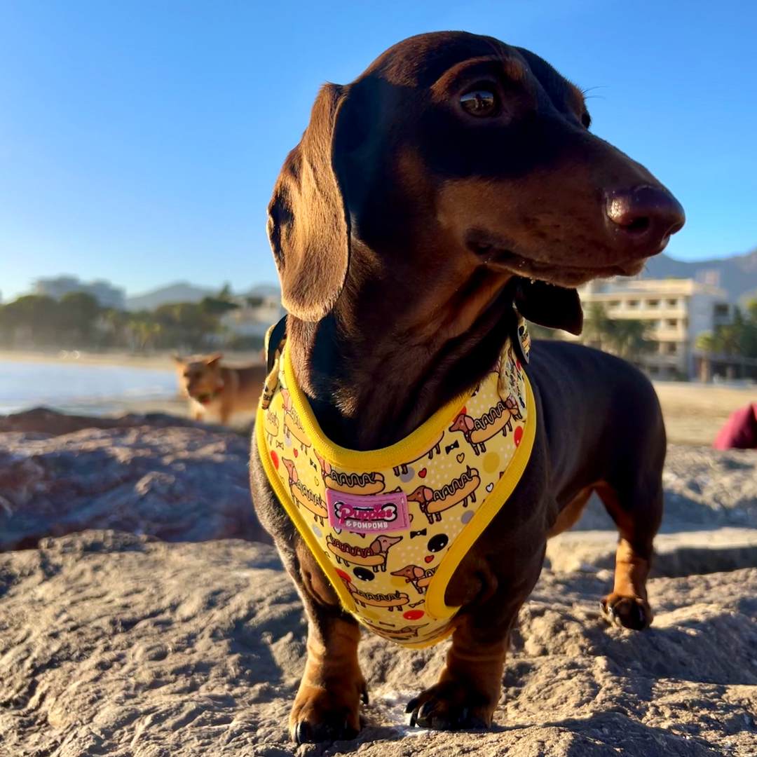 Coleira - Cachorro-quente Dachshund