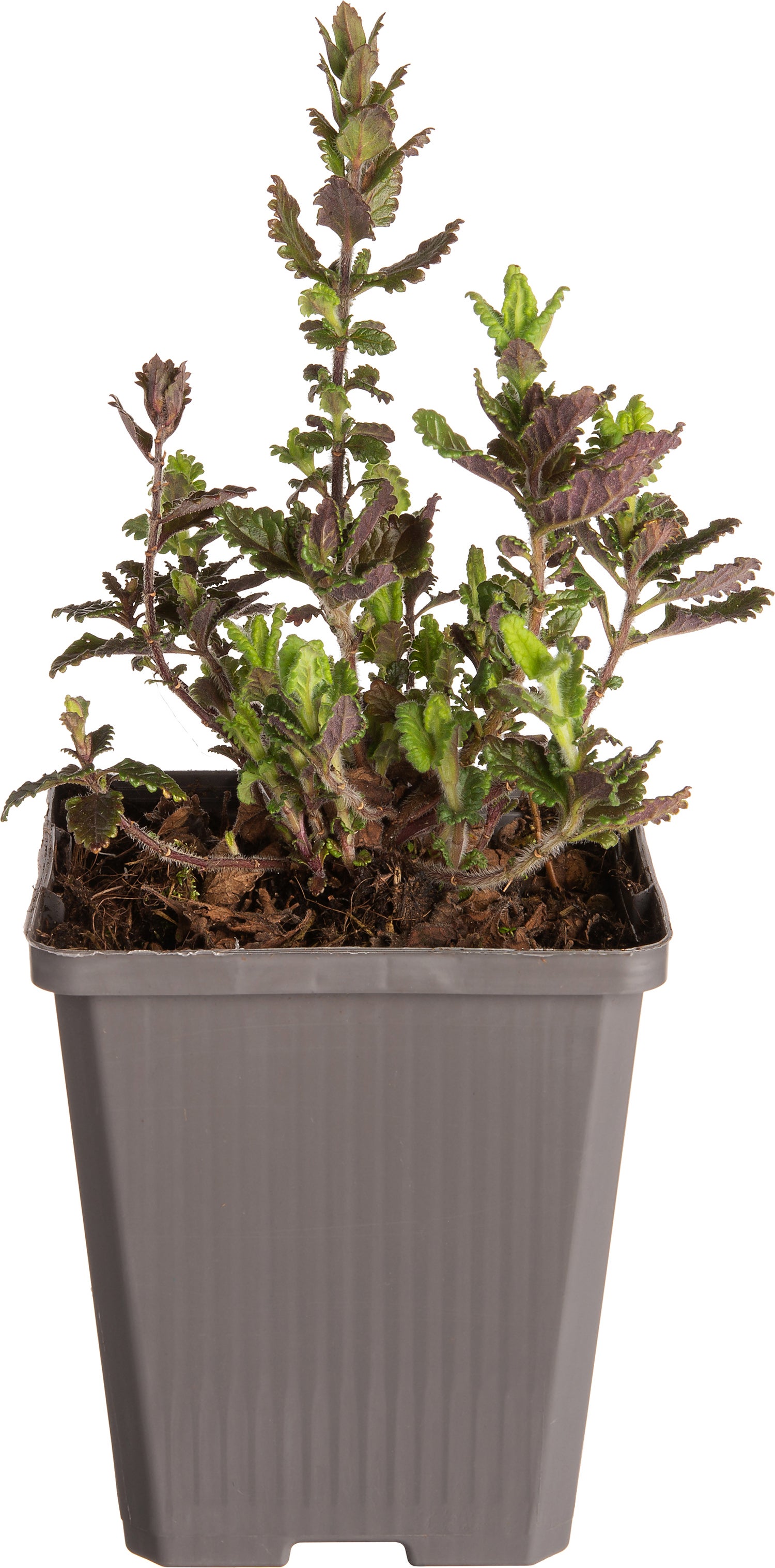 Gamander (Teucrium chamaedrys) D 9 H 10 cm