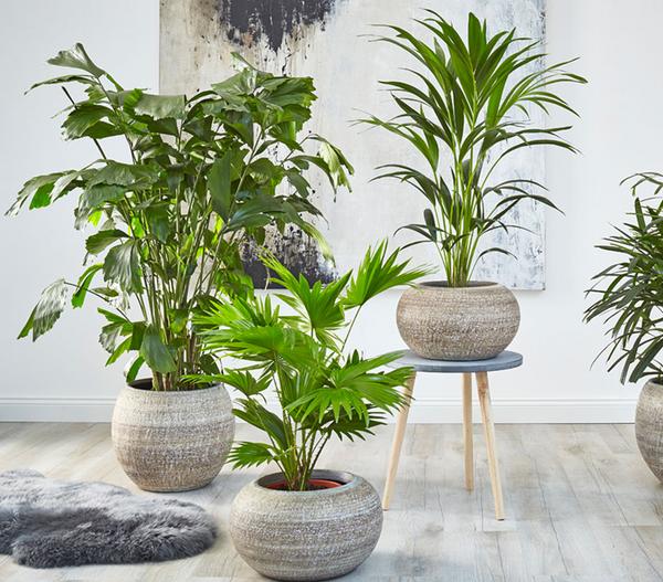 Fischschwanzpalme - Caryota mitis