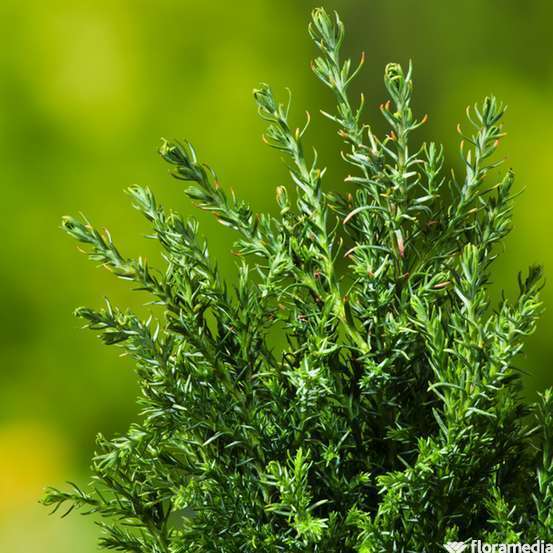 Chamaecyparis lawsoniana 'Ellwoodii' :40/60cm 4L