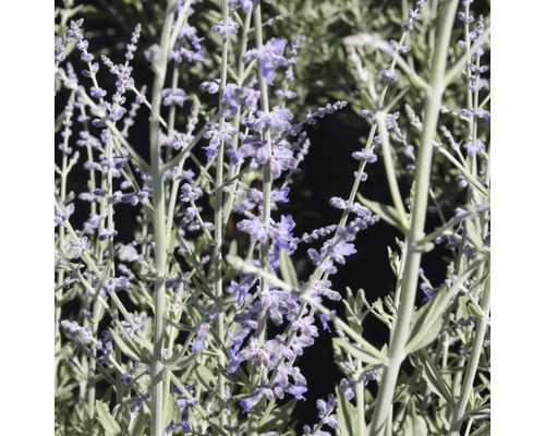 Zilverstruik, blauwe ruit FloraSelf Perovskia atriplicifolia 'Little Spire' H 30-40 cm Co 4 L