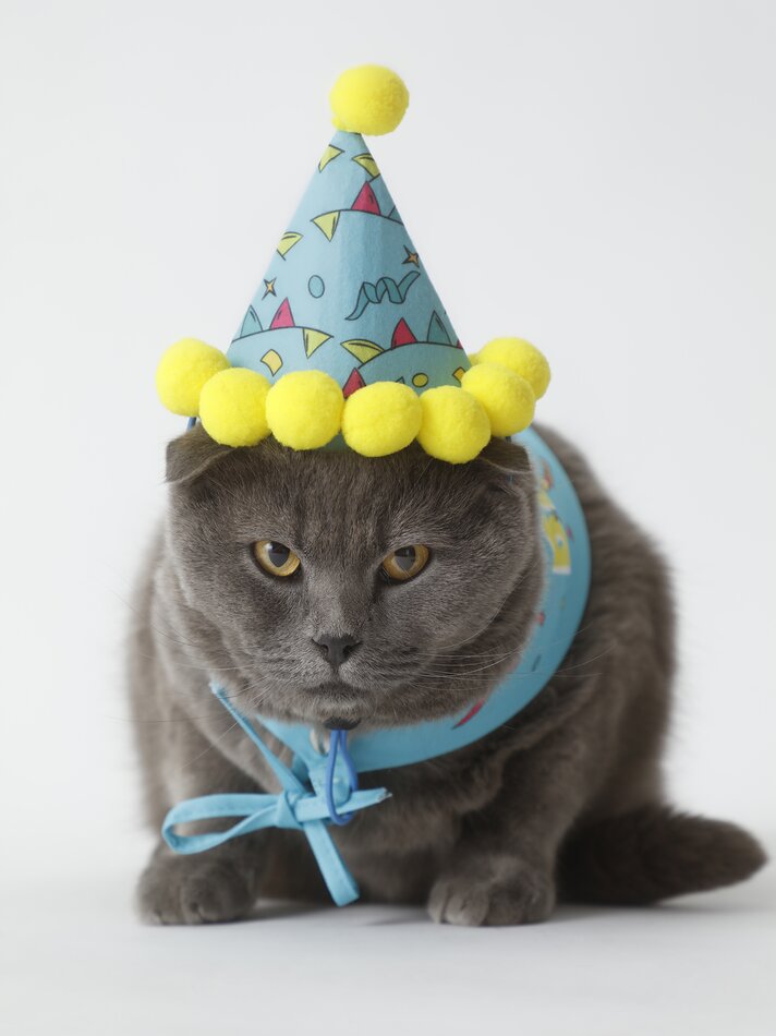 Conjunto de chapéu e bandana para aniversário de animais de estimação - Azul