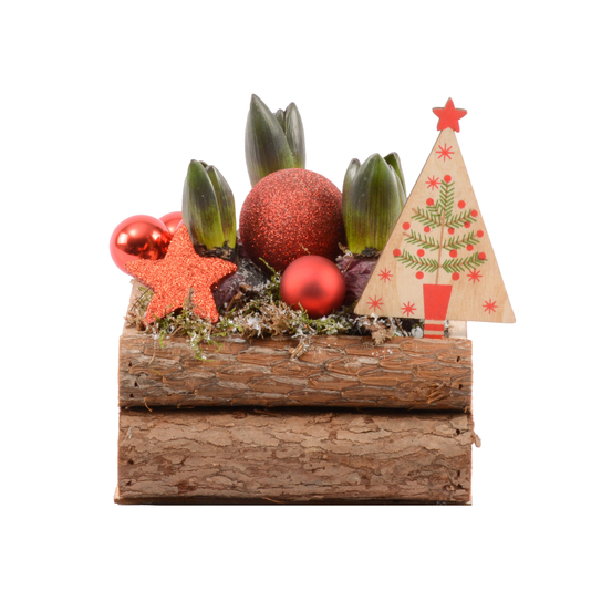 Jacinthe X3 avec déco de noël D15