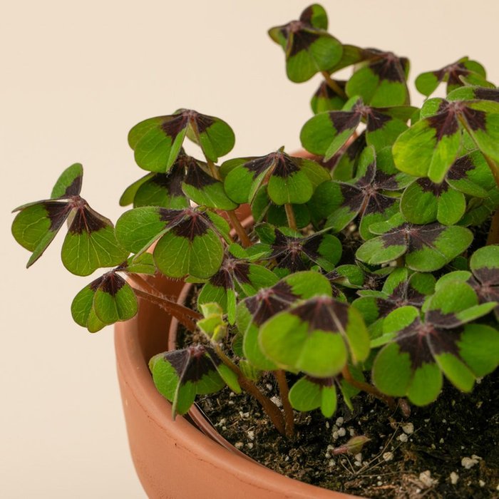 Oxalis plant in pot