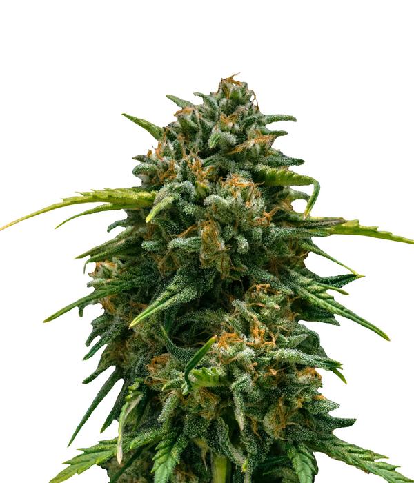 Bud Voyage Hanfsamen Schmerz weg Super Skunk,