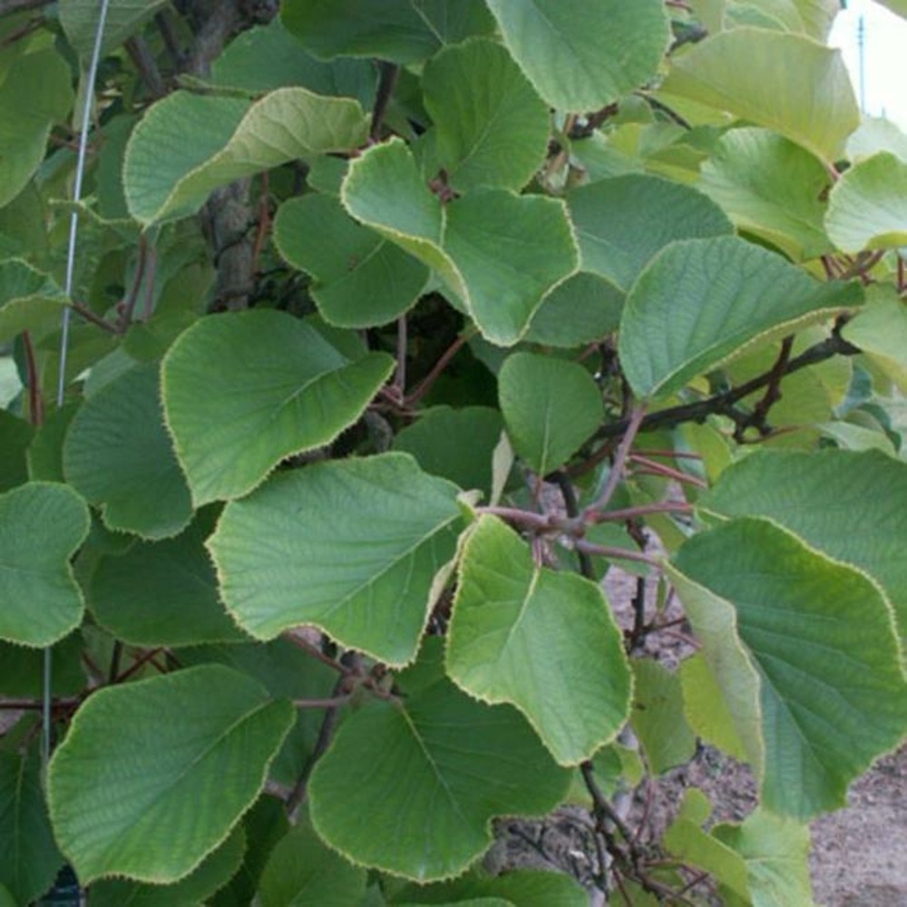 Kiwi mâle - actinidia deliciosa 1,5l