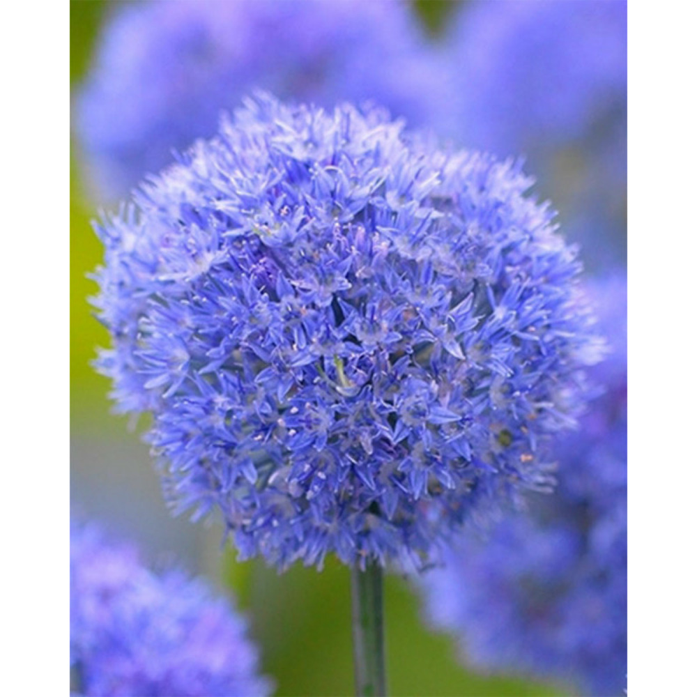 15 alliums caeruleum