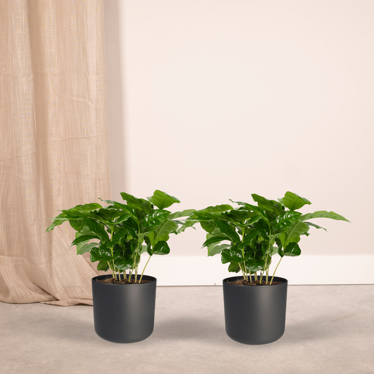 Plante d'intérieur - caféier - lot de 2 25cm