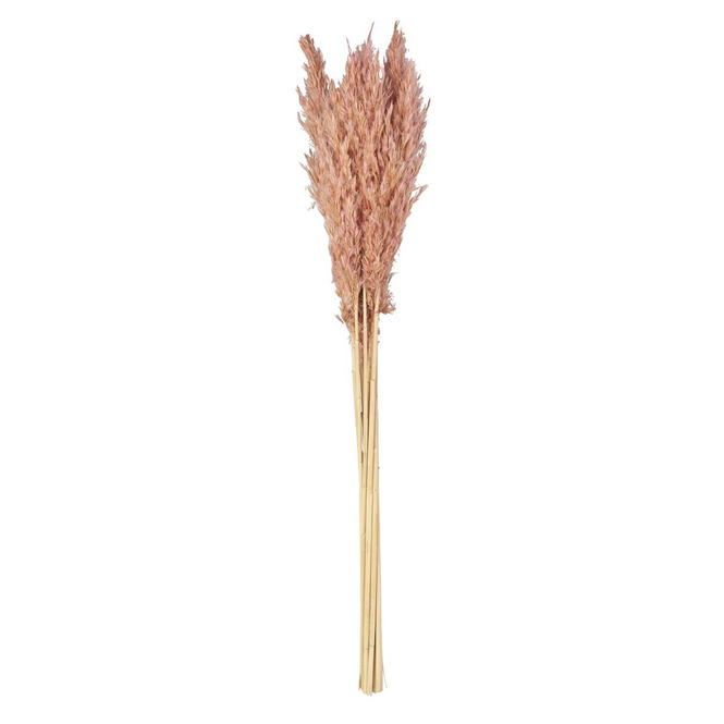Pampasgrasbündel - Wild Reed - ca. 75 cm