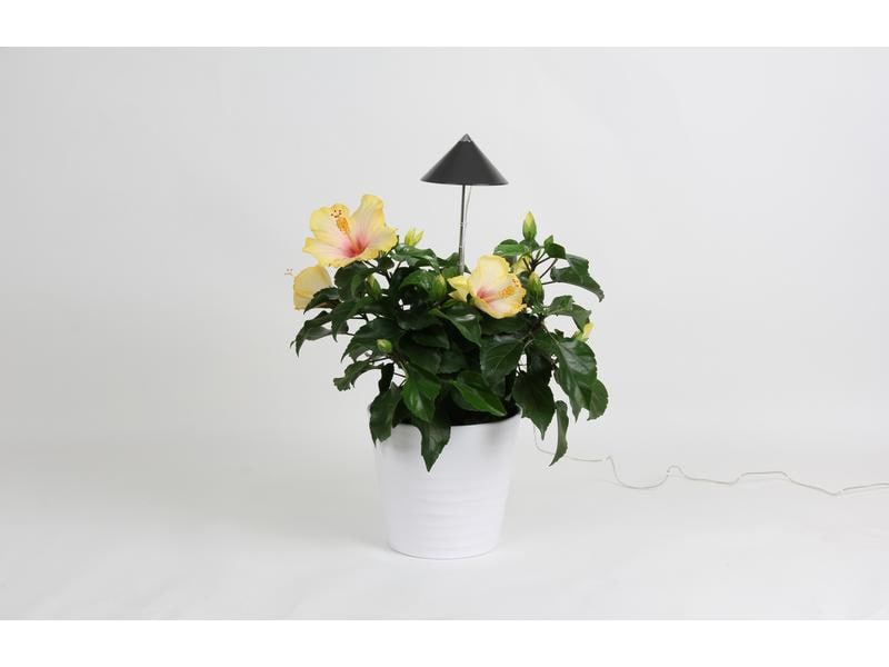 Venso Solutions Pflanzenleuchte SunLite 7 W, Grau LED-Pflanzenlampe mit Vollspektrum