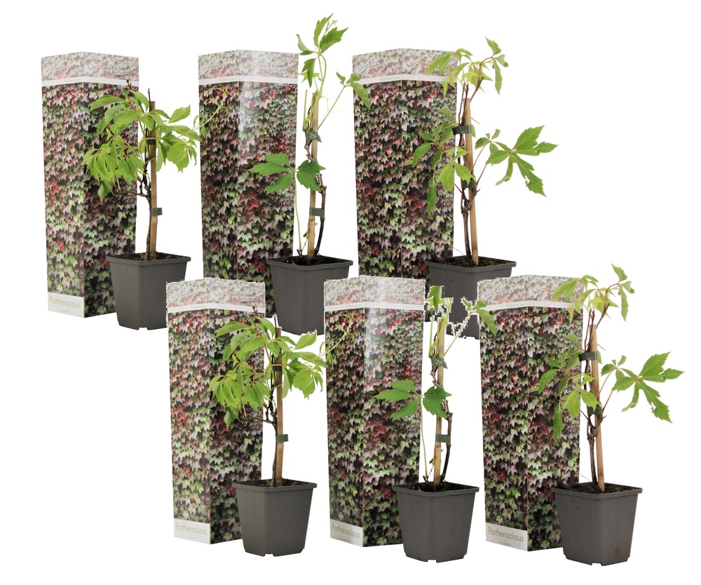 Set de 6 parthenocissus 'wild winged' - pot 9cm - hauteur 25-40cm