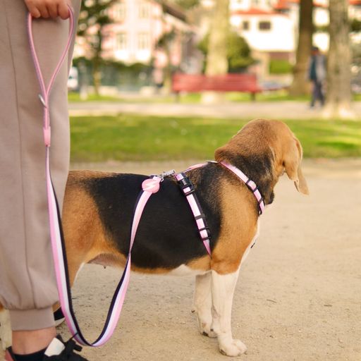 Guia para cães Dashi Stripes em poliéster rosa e preto