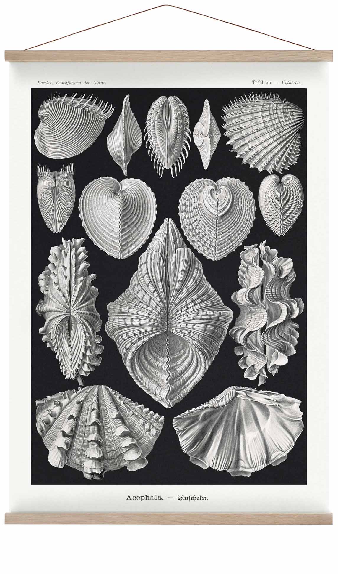 Acephala von Ernst Haeckel