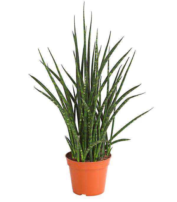 Bogenhanf - Sansevieria hybride 'Fernwood