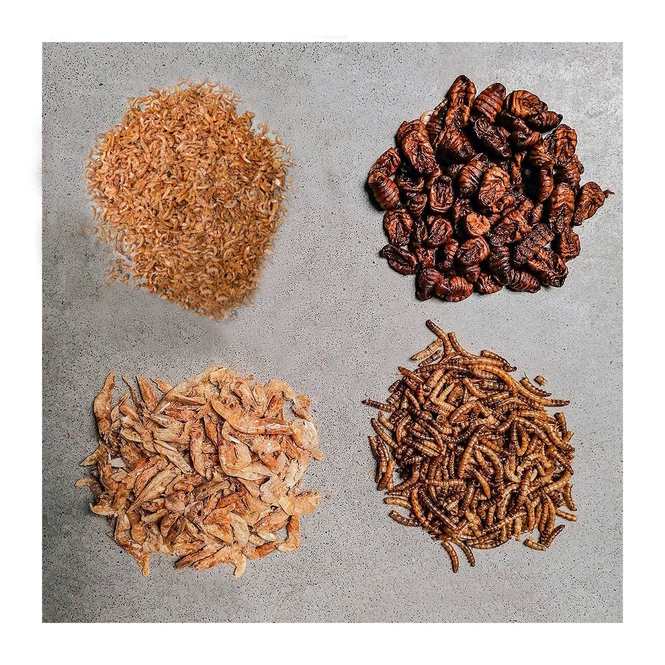 Insektus Mehr Sorten Mix 500 g