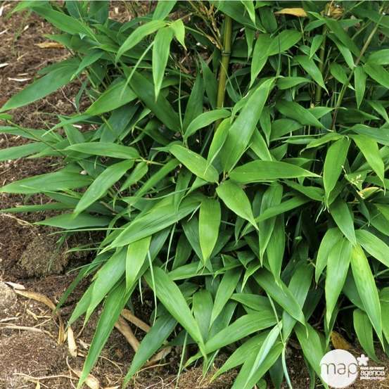 Bambou moyen phyllostachys nigra 200/250 cm: pot de 30 litres