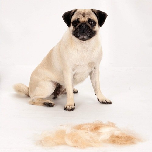 Escova Fuminator para cães pequenos de pelo curto.
