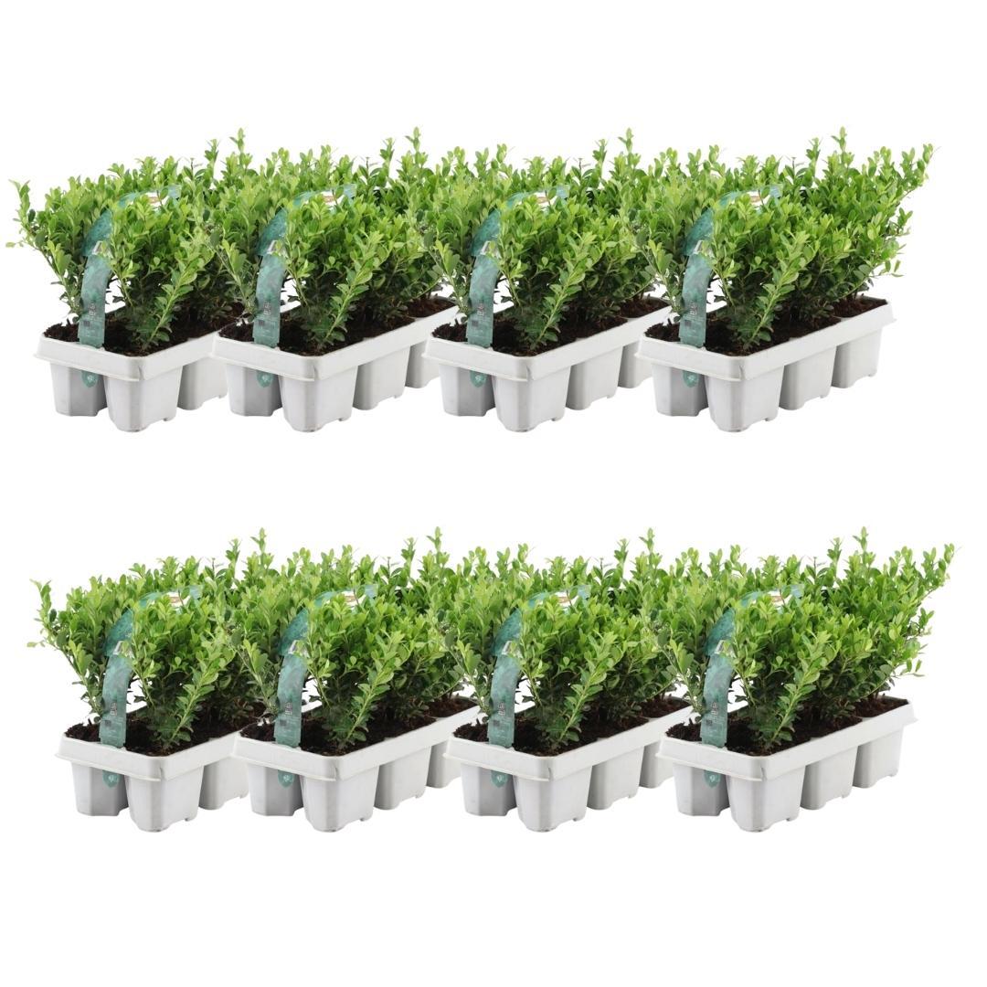 Ilex crenata 'jenny' - lot de 48 - ø7cm - ↕25 cm - plante de haie