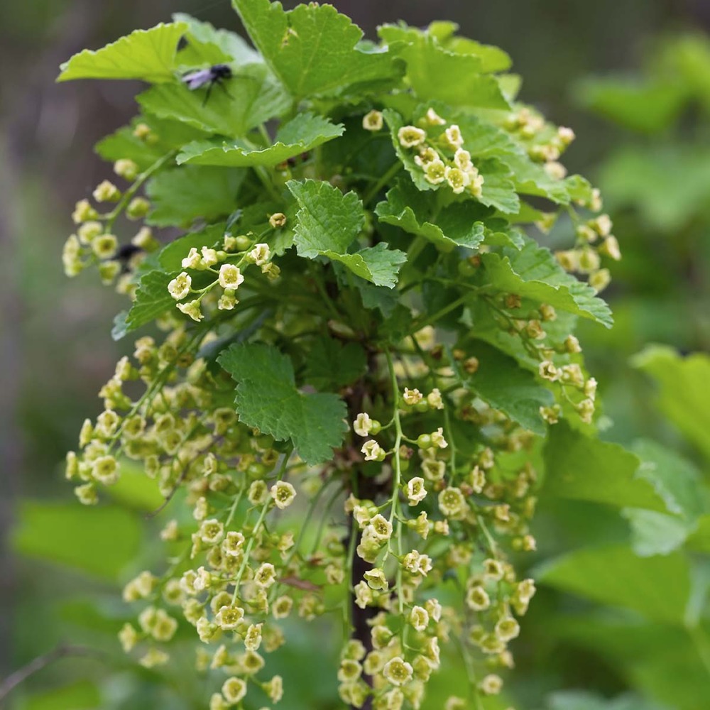 Ribes nigrum `black marble' – groseille – arbre fruitier – facile d'entretien - ⌀19 cm - ↕45-55 cm