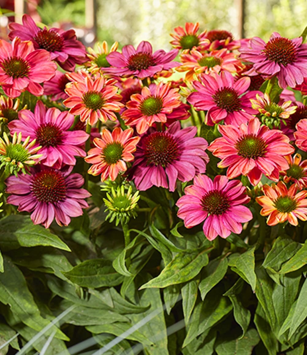 Echinacea 'Evolution®'