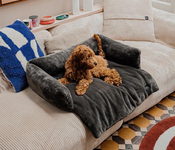 District 70 Hundesofa Nuzzle