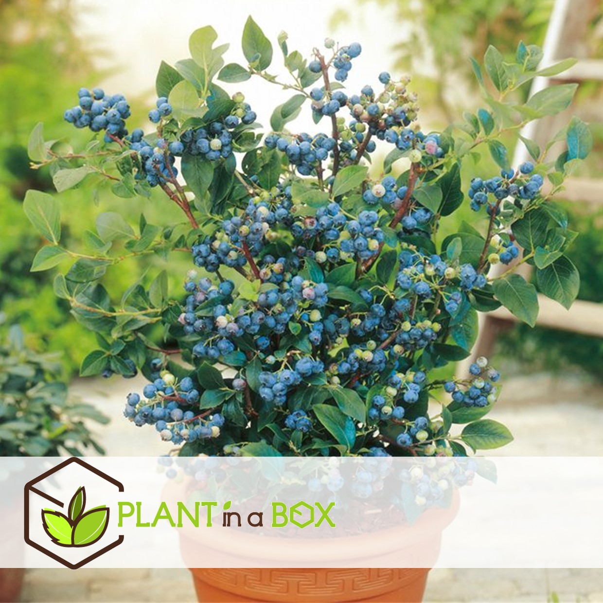 Blueberry sunshine blue - set de 3 - plante à baies - pot 9cm - hauteur 25-40cm
