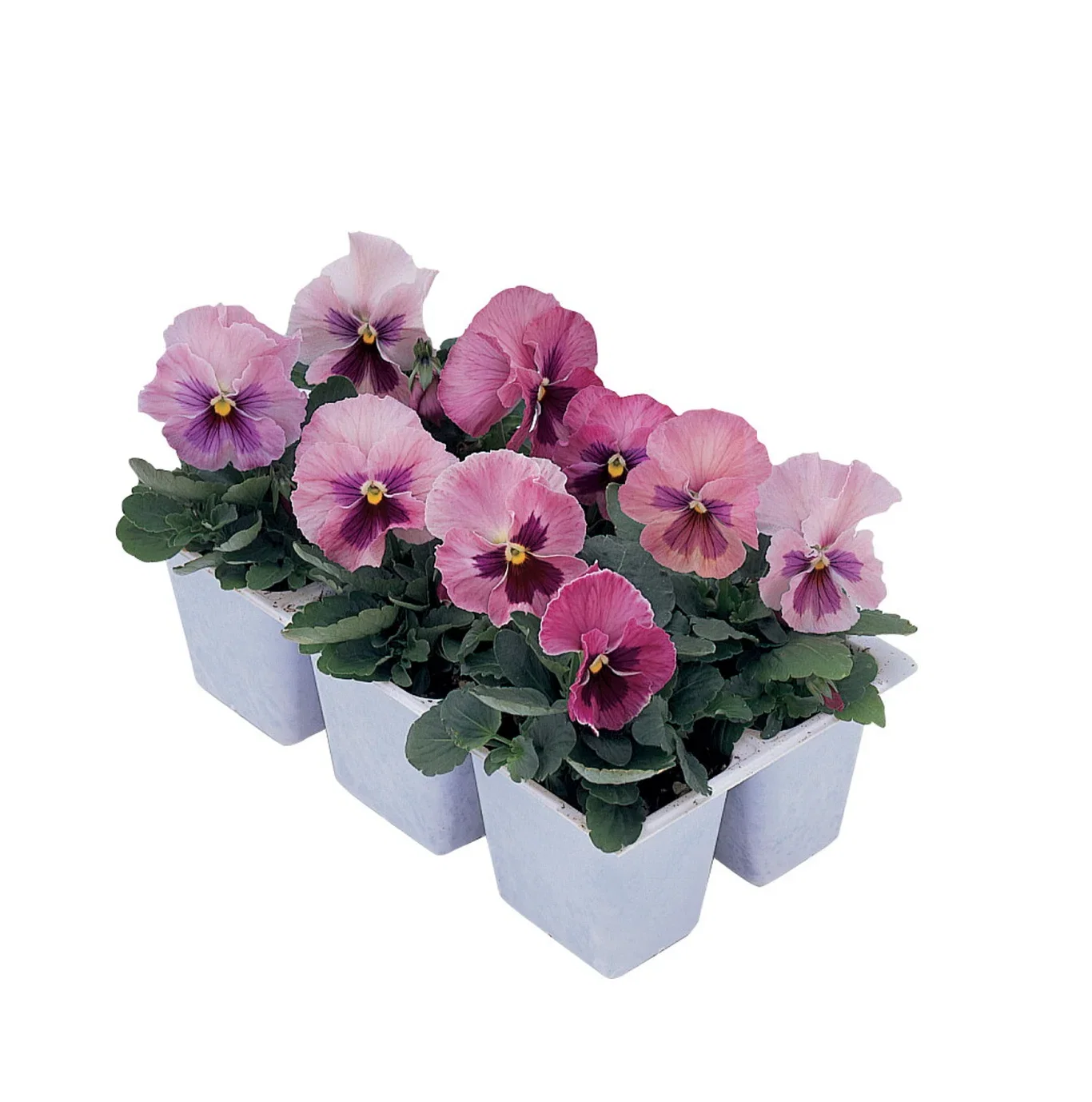 Viola select ‘Pink Blotch’  6-pack Stemorsblomst  ‘Rocky Marina Sunrise’ småblomstret 6 pk