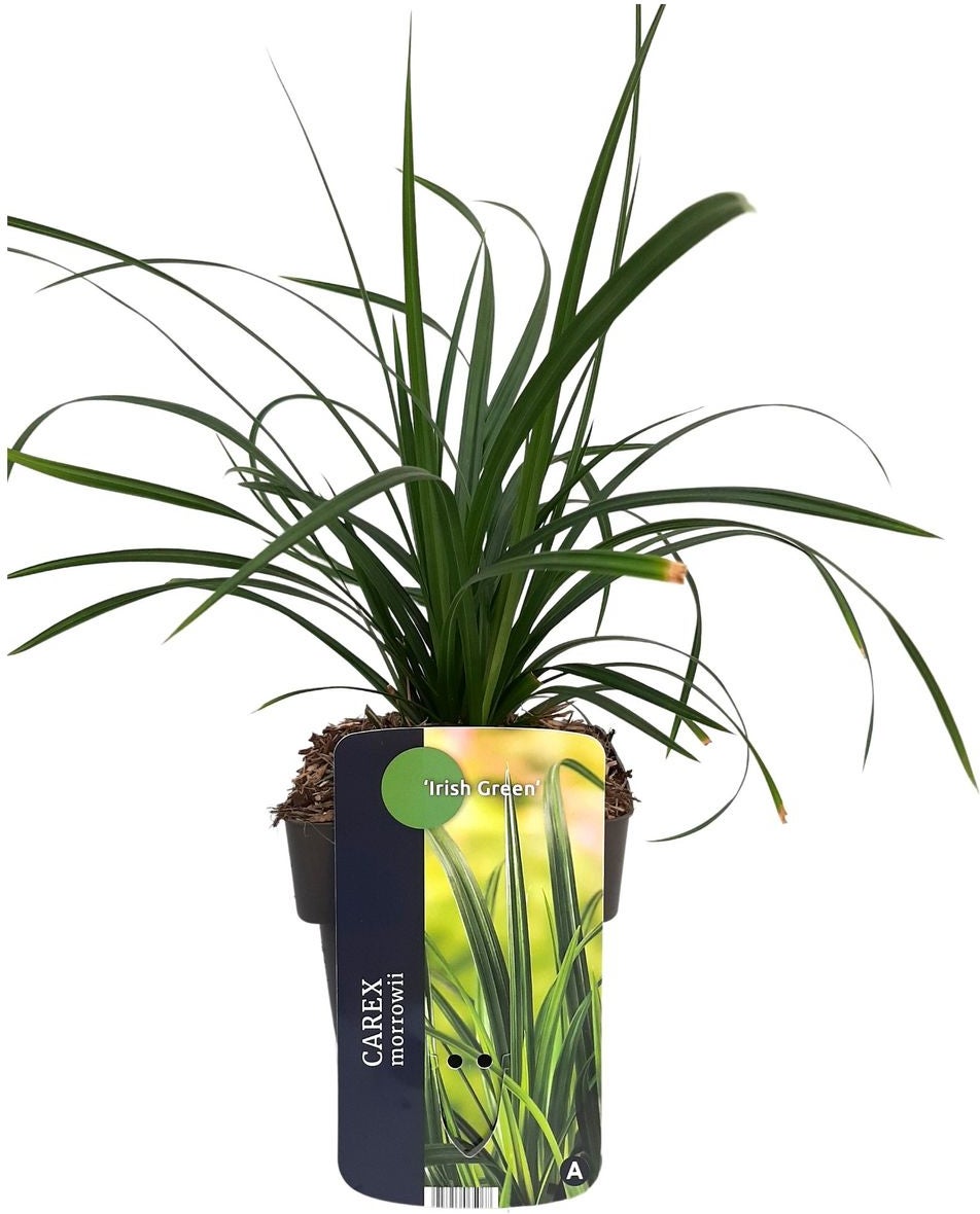 Japanse Zegge (Carex morrowii 'Irish Green') D 17 H 40 cm