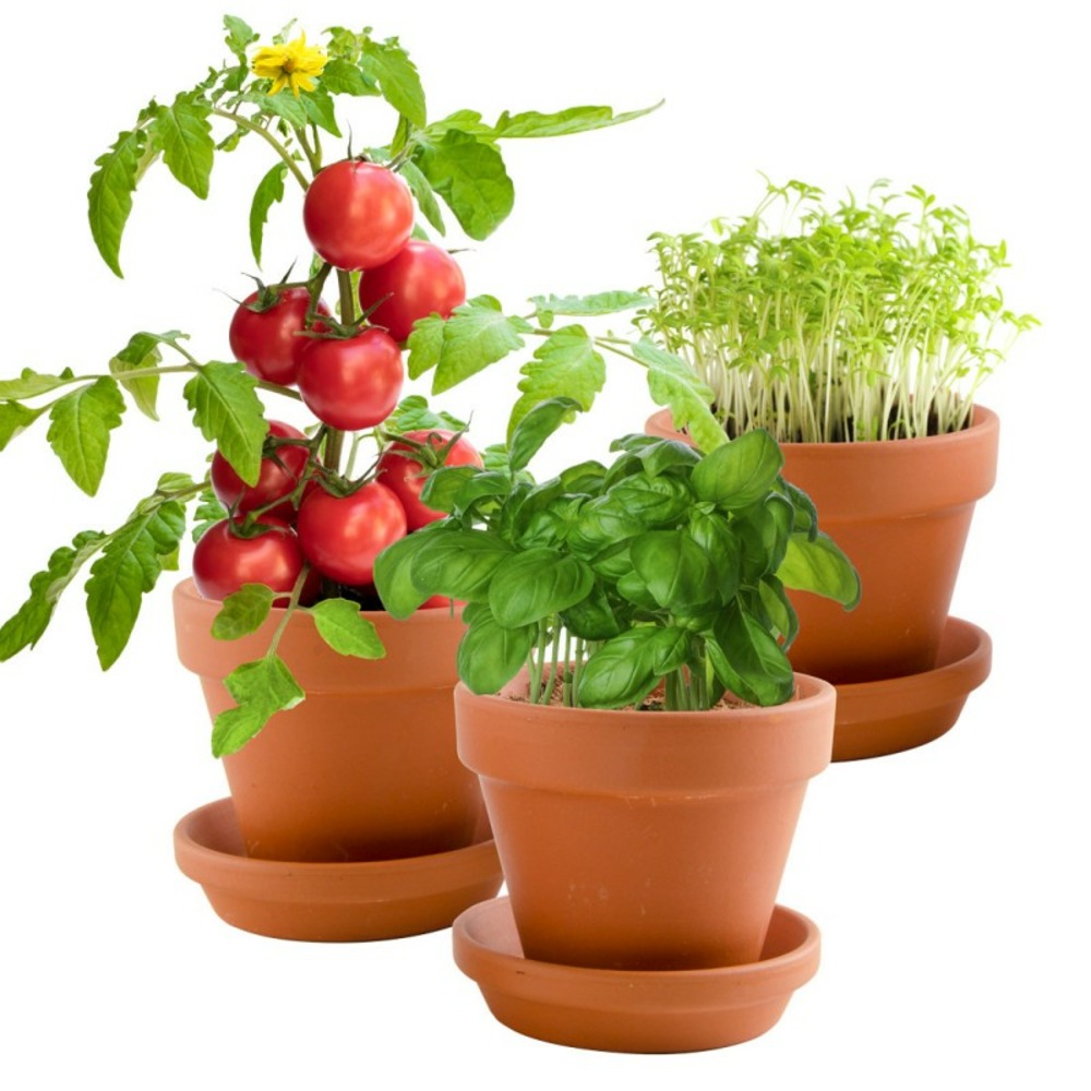 Trio de pots gourmands avec graines a semer