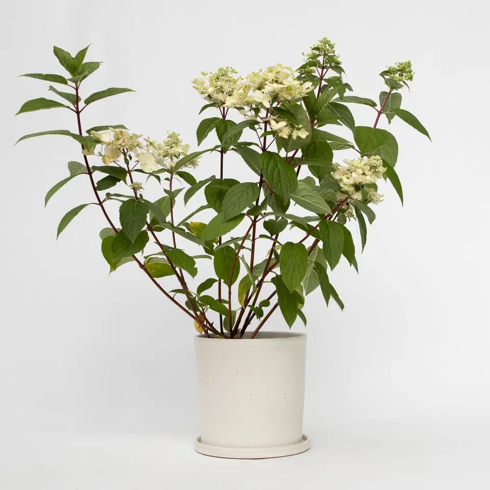 Pluimhortensia - Hydrangea paniculata 'Wim's Red' - Hoogte 25-40cm - ⌀19cm