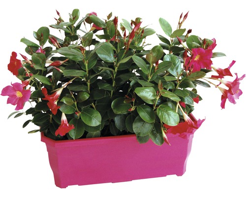 Dipladenia, Mandevilla FloraSelf H 20-30 cm 40 cm doos
