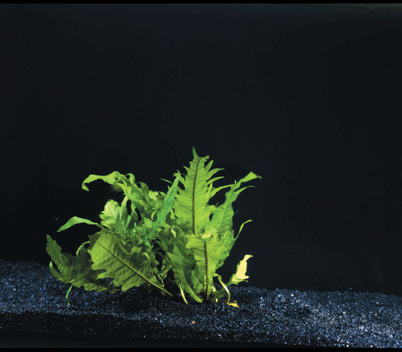 Waterplant Microsorum Pteropus Windelov - Extra Groot