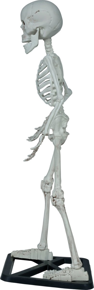 Halloween Skelet 55cm