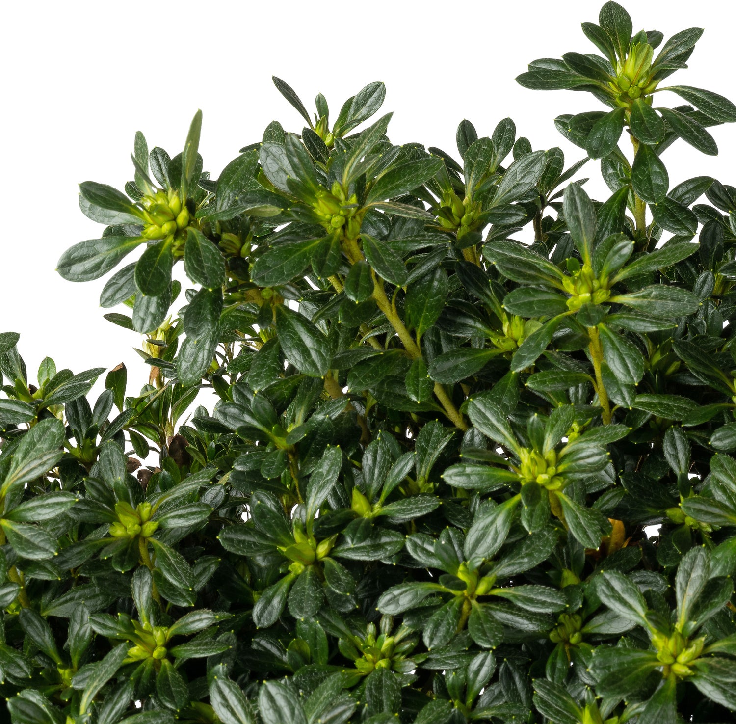Japanse Azalea (Rhododendron japonica 'Evergreen') wit D 23 H 40 cm