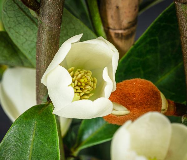 Duft-Magnolie 'Vanilla Pearls'