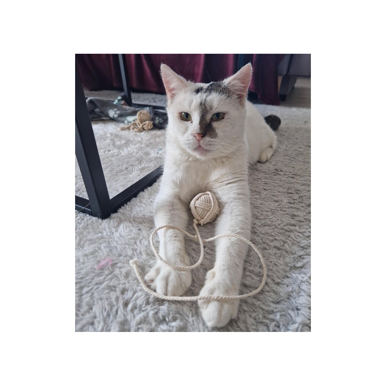 Kater Kasimir 2 Wollknäuel aus Baumwolle als Katzenspielzeug