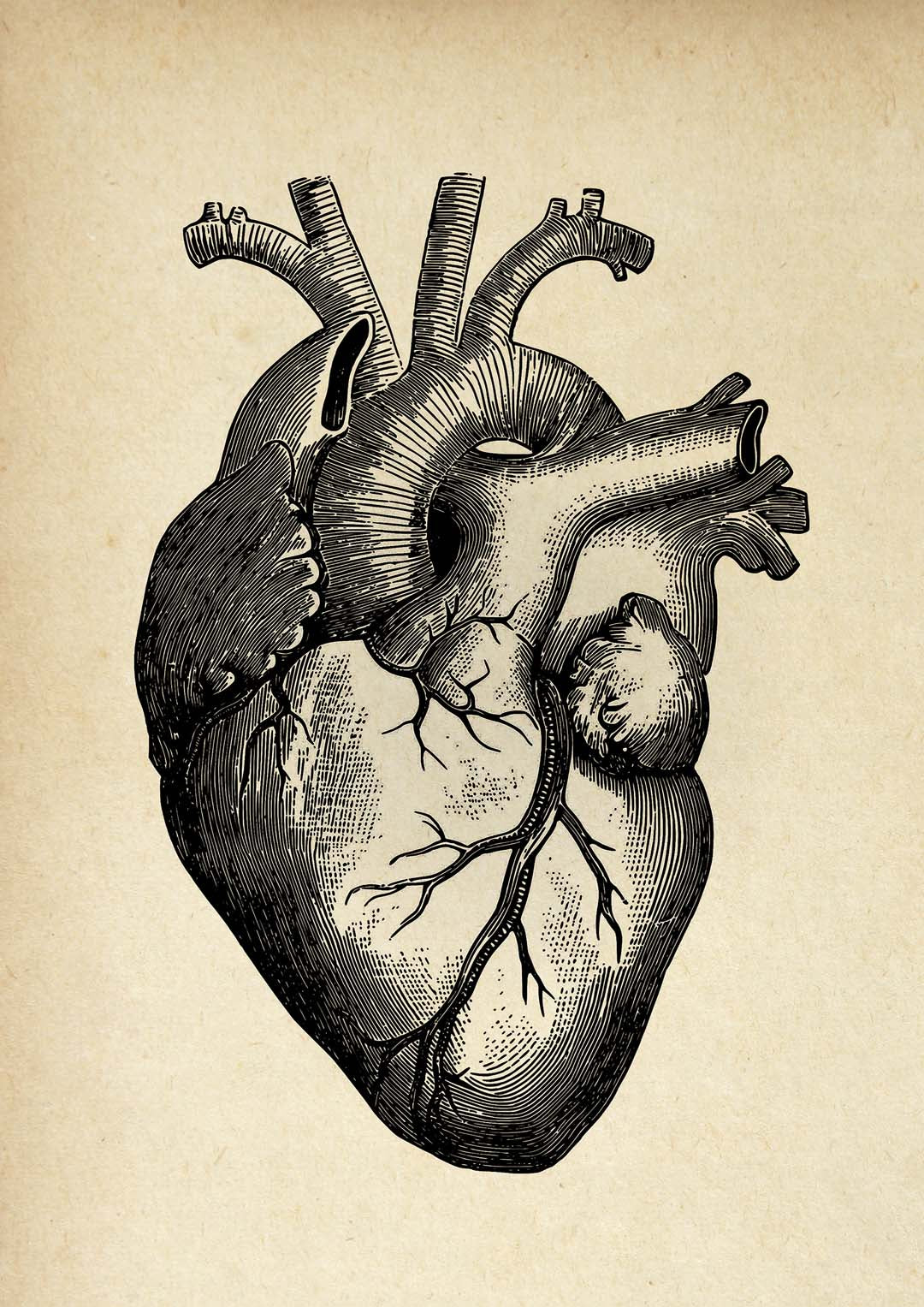 Anatomisches Herz