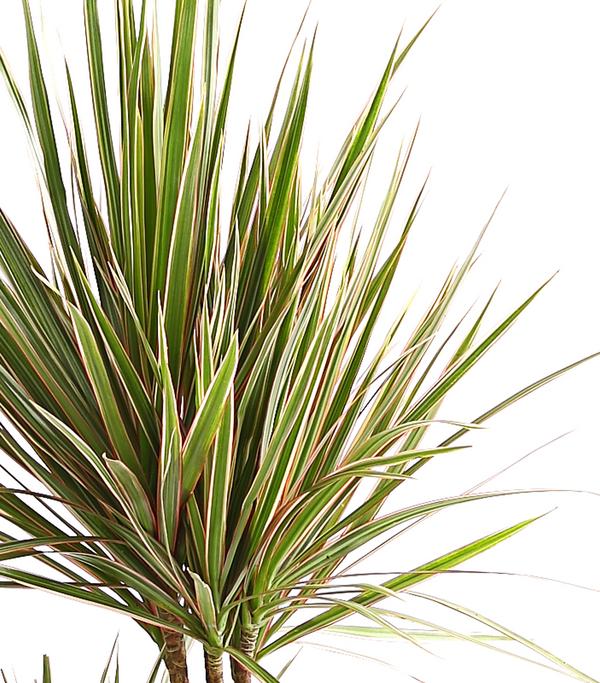 Drachenbaum - Dracaena marginata 'Bicolor'