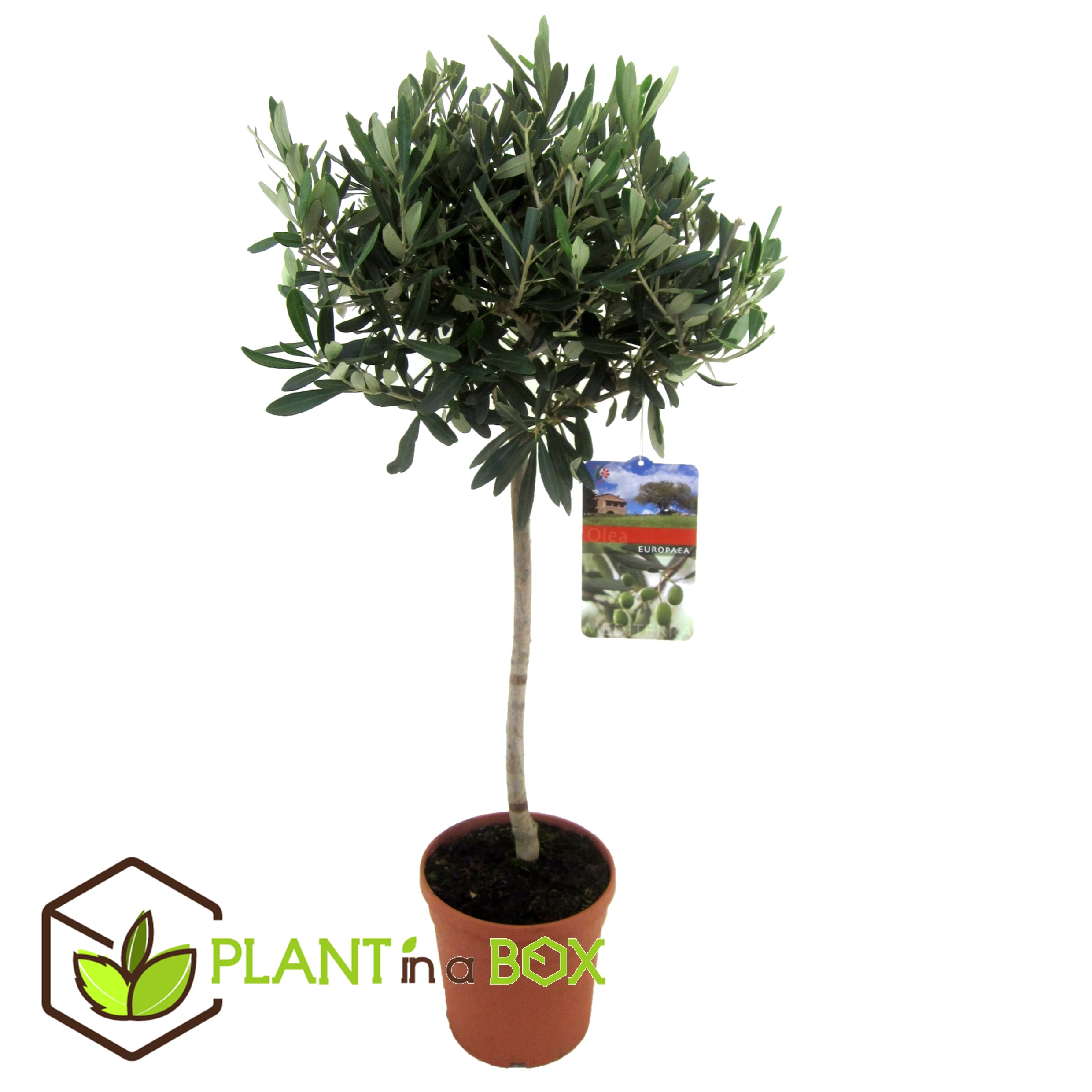 Olea europaea - olivier rustique sur tige - pot 21cm - hauteur 90-100cm