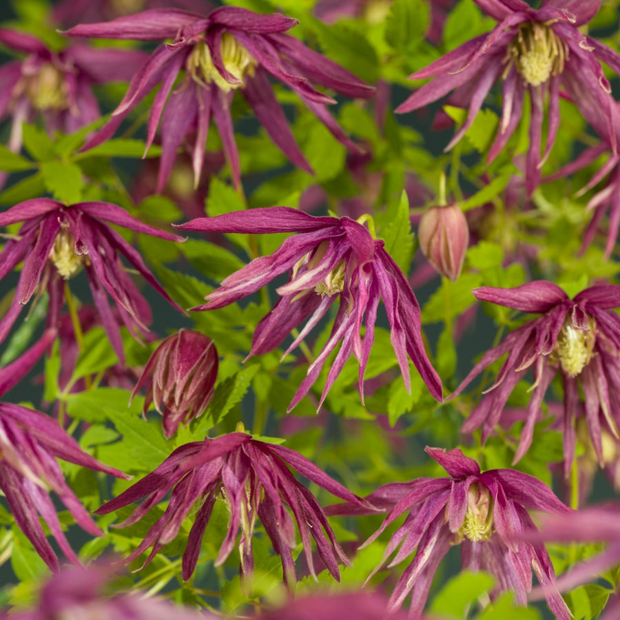 Bosrank (Clematis 'Octopus' PBR) D 16 H 75 cm