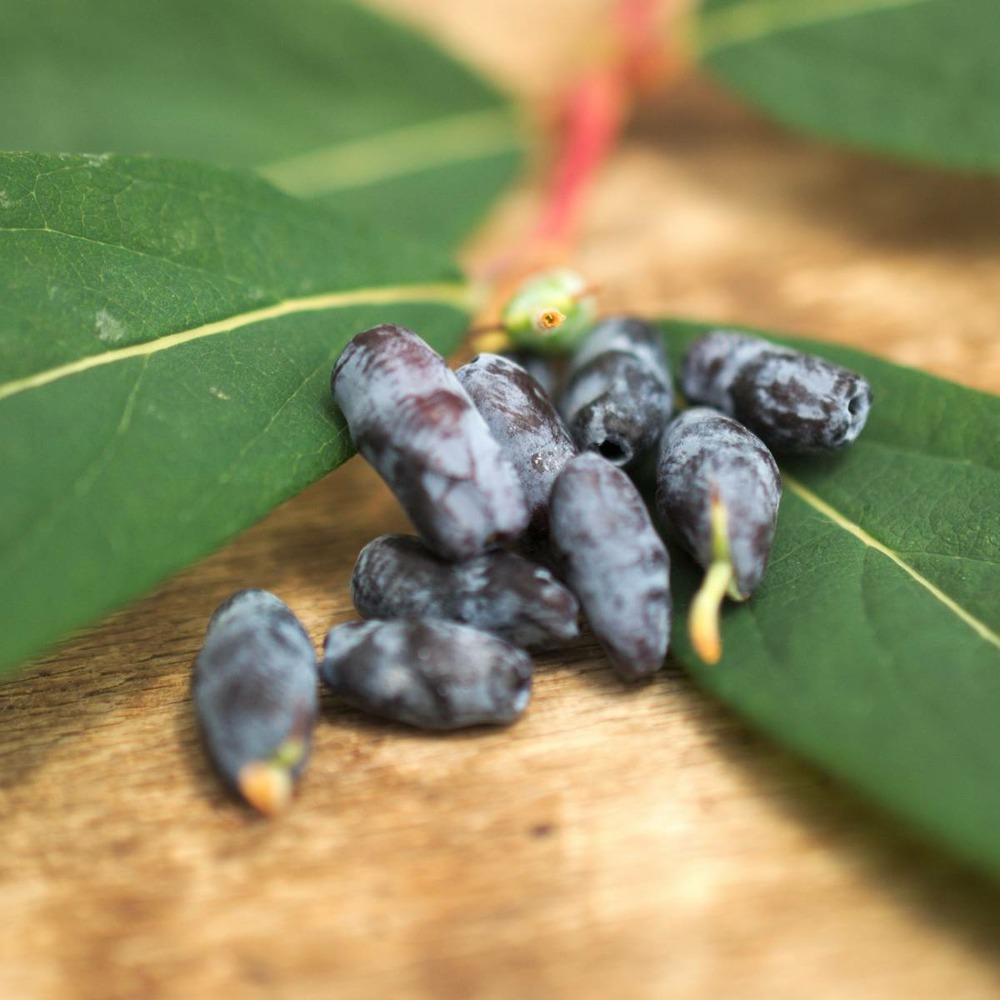 Baie de mai caerulea var. Kamtschatica edulis/lonicera caerulea var. Kamtschatica 'edulis'[-]pot de 1,5l - tuteur bambou 30/60 cm
