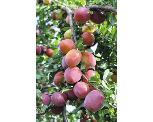 Biologische pruim FloraSelf Biologische Prunus persica 'Queen Victoria' Historische variëteit Stamhoogte ca. 60 cm Totale hoogte ca. 130-150 cm Co 7,5 L Struik zelfbestuivend