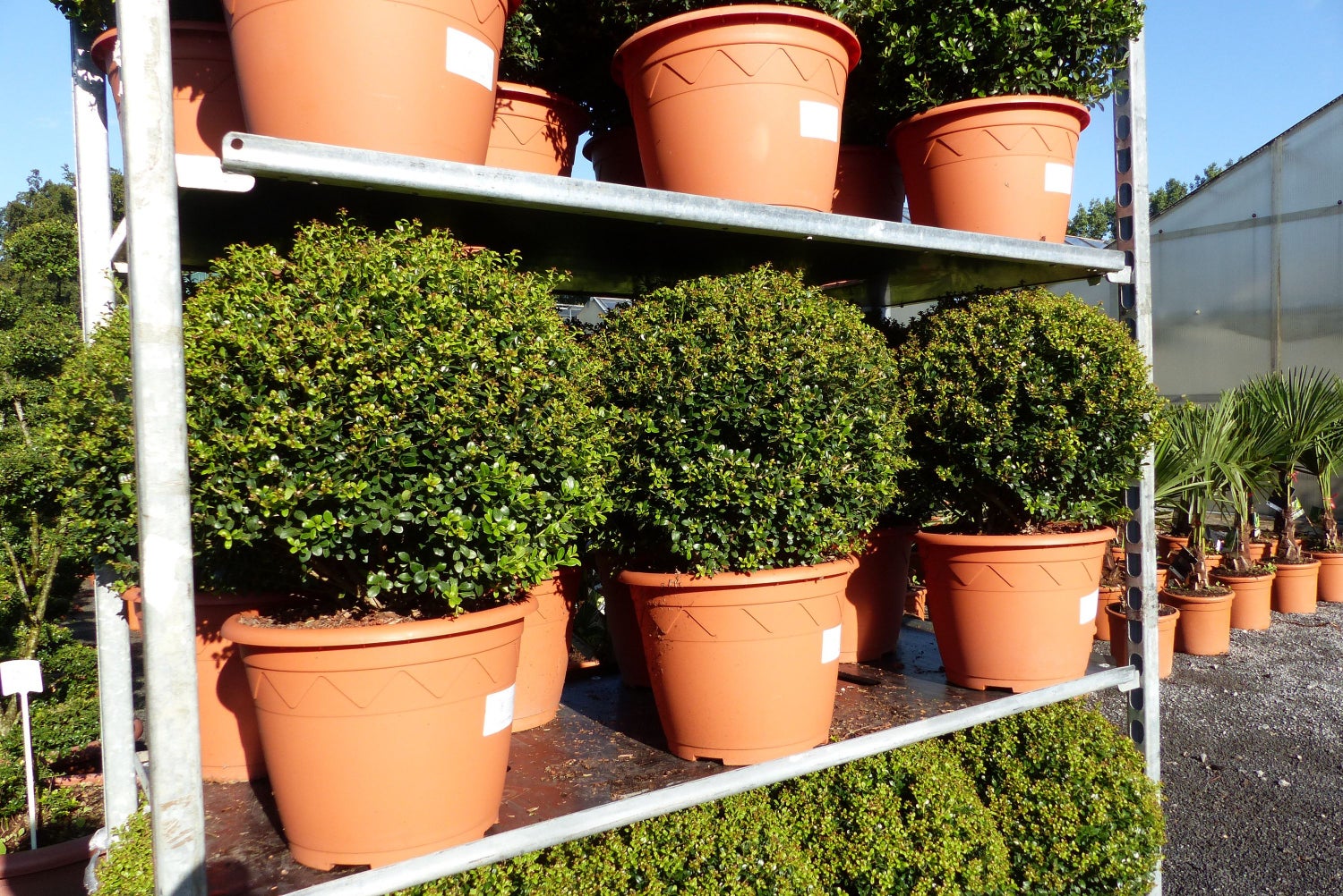 PREMIUM 2 stuks Ilex crenata Stokes bol rond Ø 40 - 45 cm Buxusvervanger winterhard + robuust
