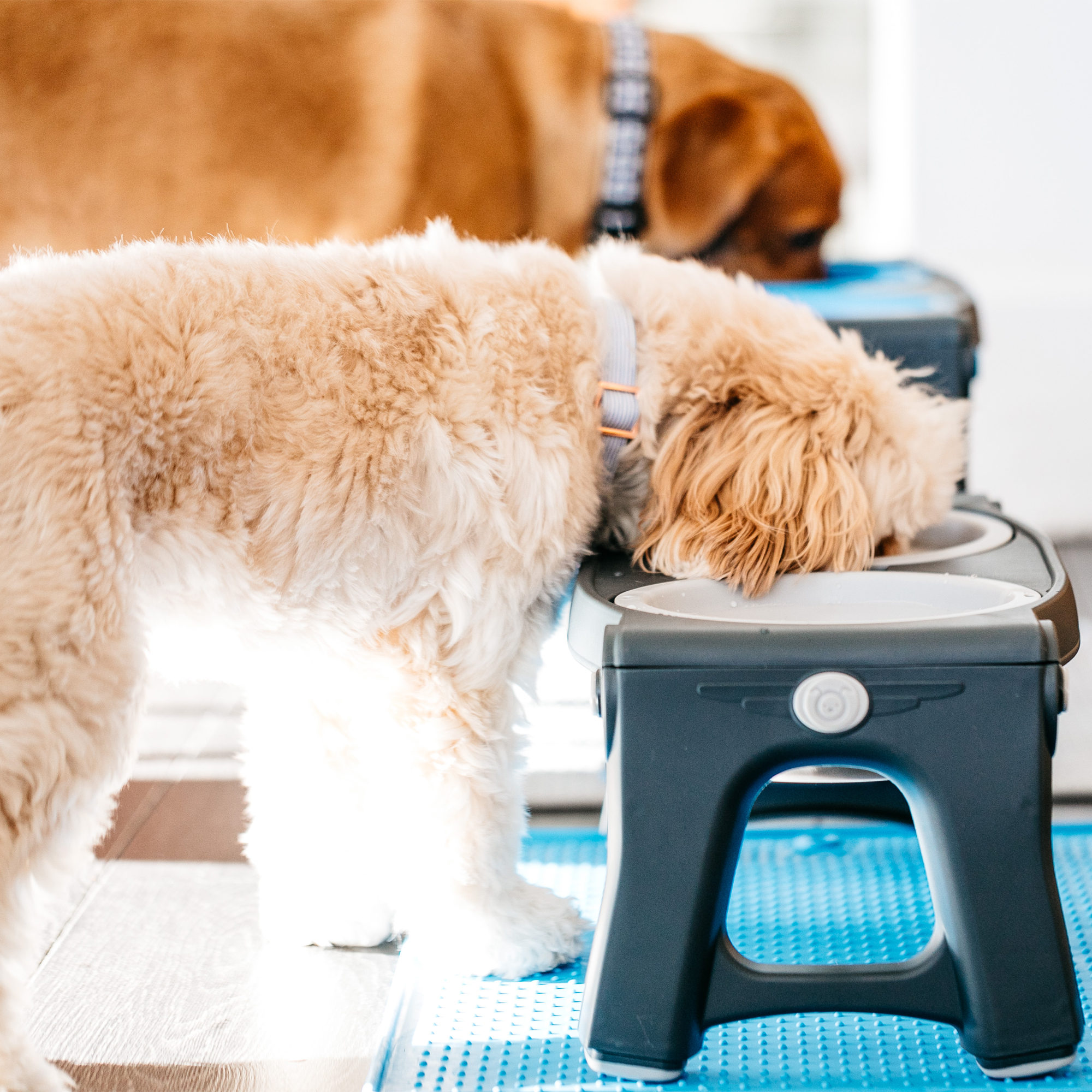 Popware Adjustable Height Pet Feeder