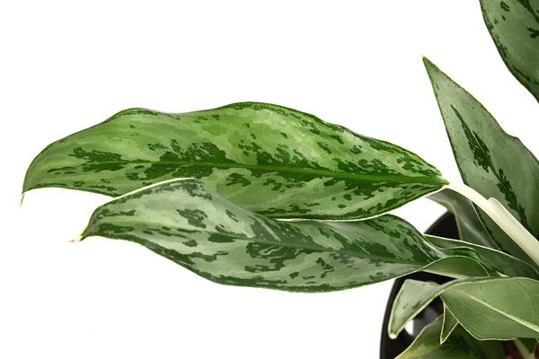 Kolbenfaden - Aglaonema 'Greyhound',