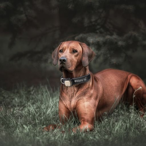 GPS et moniteur d'activité Kippy Evo Brown Wood pour chien & chat