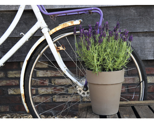 Franse lavendel FloraSelf Lavandula stoechas 'Anouk' H 20-25 cm Ø 15 cm pot paars