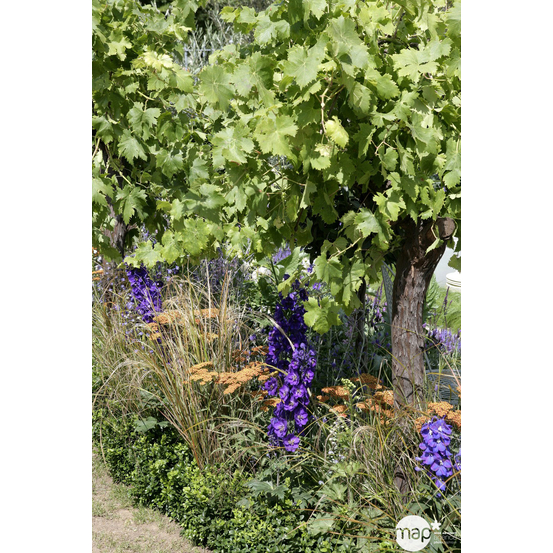 Vigne 'Cardinal' : pot de 3 litres