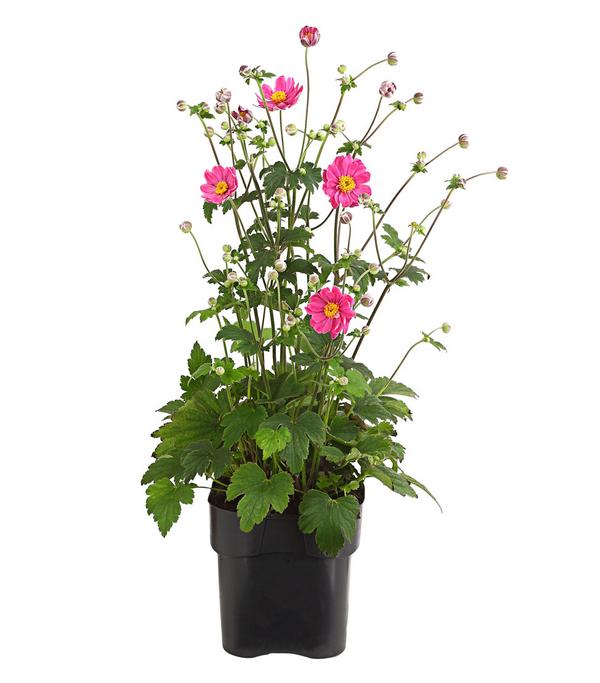 Herbst-Anemone, verschiedene Sorten